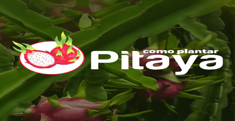 como plantar pitaya